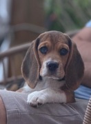 Suczka Beagle rodowodowa FCI