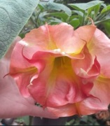 brugmansia, bieluń, datura sadzonki, anielskie trąby