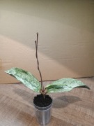 Hoja Mitrata ( Buntok Silver ) 