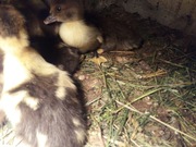 Kaczki francuskie 3 tygodnie