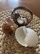 Muszle w koszyczku duże i małe