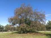 Orzechy włoskie w łupinie świeże (zbiór 2025!)