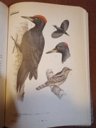 Ptaki Polski J. Sokołowski Atlas 128 tablic