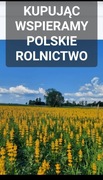 Ostatnie kilogramy Łubin żółty szerokolistny mister na poplon 10kg