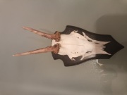 Trofeum myśliwske, poroże.