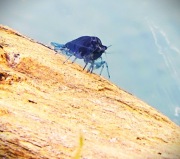 Piękne krewetki akwariowe! blue velvet GRATISY!