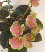 Fiołek afrykański liść LE Yarita