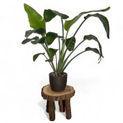 Kwietnik dębowy z korą