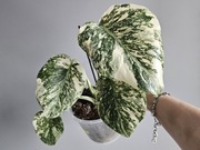 Monstera White Snow piękne wybarwienie ukorzeniony dół 