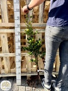 Fagus sylvatica, buk pospolity, wysokości 40-350cm, goły korzeń