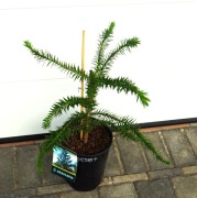ARAUKARIA CHILIJSKA Araucaria araucana * SUPER
