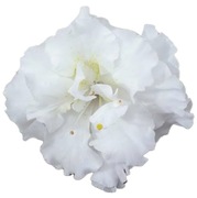 Azalia japońska Eisprinzessin 2L