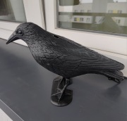 Kruk odstraszacz ptaków