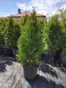 TUJA SZMARAGD 90-100cm