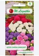 ASTER CHIŃSKI KARŁOWY