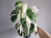 Monstera deliciosa Albo Variegata halfmoon super geny 