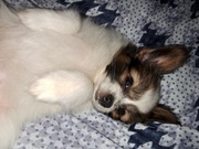 Szczeniaki rasy Papillon 