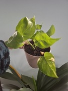 Epipremnum aureum Złociste 