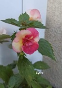 Achimenesy kłącze Cytro 