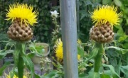Chaber wielkokwiatowy Centaurea macrocephala roślina miododajna 30 n
