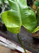 philodendron golden violin-cięty szczyt