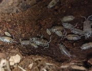 Skuliczek cylisticus convexus "Ukraine pied"