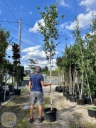 Brzoza / Betula Utilis Doorenbos / Wys. 250-400cm / Obwód 8-16cm