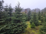 Jodła Kaukaska, Świerk z Plantacji Z DOWOZEM