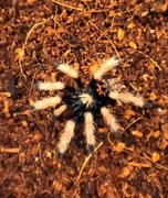 Ptasznik pająk Chromatopelma cyaneopubescens 2-2,5dc