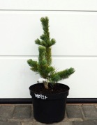 SOSNA DROBNOKWIATOWA SHIZUKAGOTEN * DUŻA ŁADNA SADZONKA * SUPER