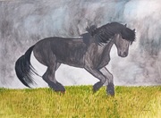 Obraz - Czarny koń fyzyjski