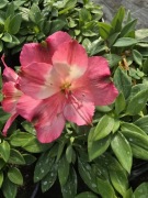 Alstromeria pojemnikowa - Romance 3L