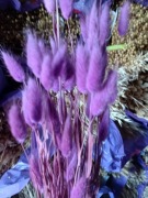 lagurus dmuszek jajowaty trawa suszona duży róż fuksja