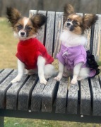 Papillon szczeniaki FCI 