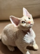 DEVON REX KOCUREK DO ODBIORU