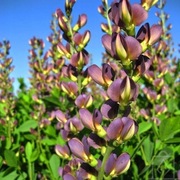 Baptisia Dutch Chocolate 10n