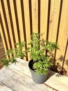 Klon palmowy „Peaches and Cream”