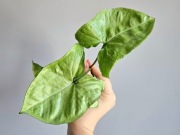 Syngonium Holly M odrost ukorzeniony