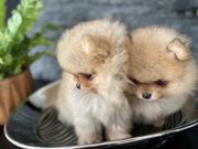 Szpic Miniaturowy, Pomeranian FCI
