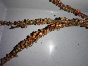 Galazka świąteczna 