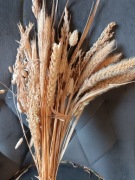 Trawy i zboża  suszone, naturalne bukiety zestaw traw susz