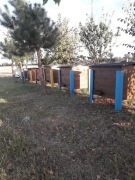 Odklady Pszczele Wielkopolskie 2026