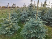 Choinki - świerk, jodła