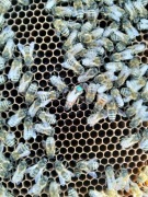 Pszczoły z matkami sklenar szt. un. z 2025 roku