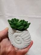 Świeczka dekoracyjna kaktus sukulent zielony w ozdobnej doniczce muszla