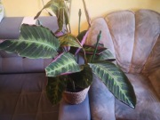 Calathea Kalatea warscewiczii aksamitne liście duża ok. 72cm z doniczką