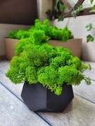 Mech chrobotek w doniczce 