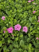 Million Bells Double Soft Pink 