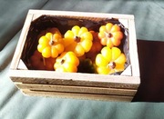 Skrzyneczka z dyniami ;) Urocza na jesienny prezent /rozsadnik, świece