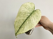 Monstera Full Mint Jungle Mint naturalny pędówka z nowym szczytem w gruzie 